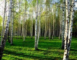 Как берут пробу на аллергию Как берут пробу на аллергию