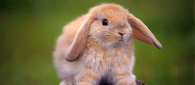 Проявление аллергии на кроликов
