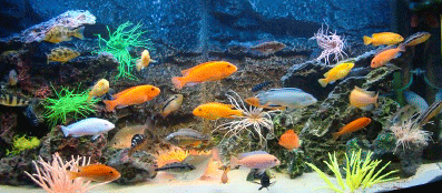 Аллергия на рыбок в аквариуме