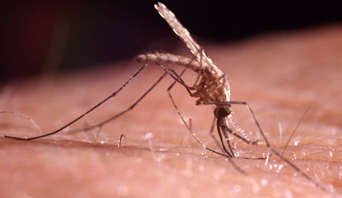 проявление аллергической реакции на комаров
