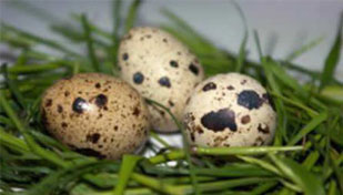 Аллергия на перепелиные яйца