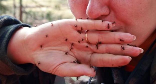 аллергия на муравьев