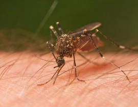 Аллергия на комариные укусы