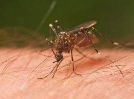 Как берут пробу на аллергию Как берут пробу на аллергию