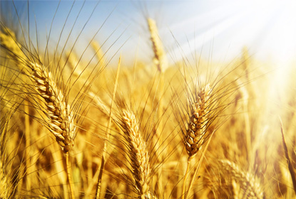 Аллергия на пшеницу