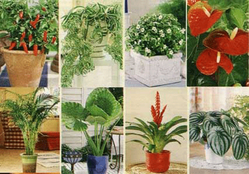 Какие комнатные растения вызывают аллергию?