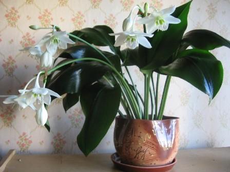 Комнатные растения, вызывающие аллергию — домашние цветы
