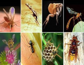 Инсектная аллергия: причины, лечение и профилактика