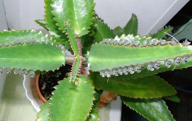 Каланхоэ - одно из лучших растений для борьбы с экземой у кормящих мам.