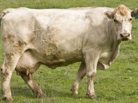 Коровы также могут заболевать экземой.