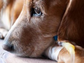 Экзема у собак: причины, симптомы, лечение аптечными и народными средствами
