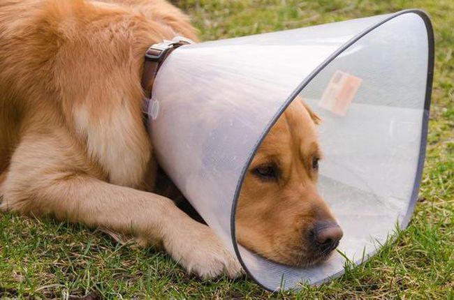 В период лечения на собаку часто надевают воротник, который не позволяет ей вылизывать больные места.