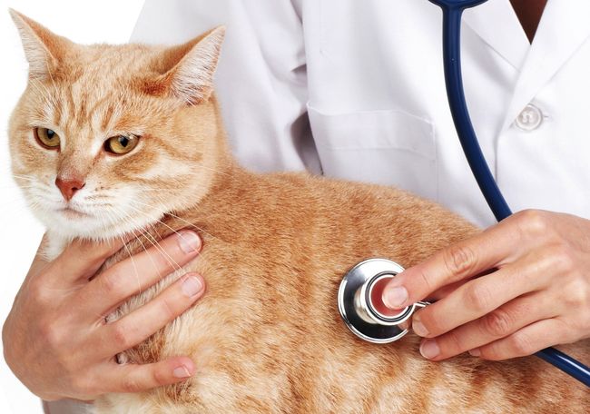 При выявлении признаков экземы у кошки необходимо отнести животное к ветеринару.